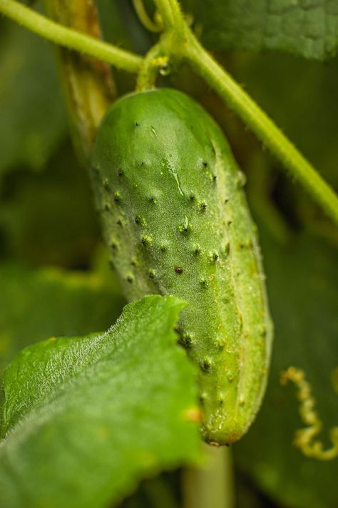 Bitter Cucumbers, How To Grow Lemon, Types Of Tomatoes, Cucumber Beetles, Lemon Cucumber, Edible Gardens, Small Vegetable Gardens, Raised Bed Gardening, Cucumber Plant