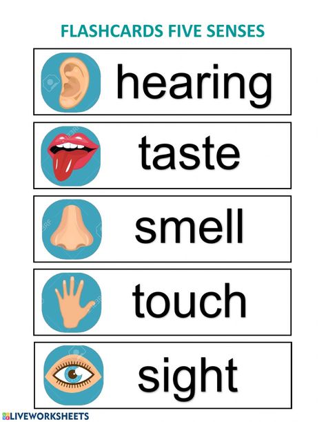 5 Senses Classroom Display, Five Senses Flashcards, 5 Senses Craft, Discovery Table, Five Senses Worksheet, Five Senses Preschool, Water Lessons, Ivan Cruz, Senses Preschool