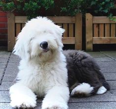 English Sheepdog Puppy, Old English Sheepdog Puppy, Lovers Tattoo, Big Fluffy Dogs, Most Expensive Dog, English Dogs, English Shepherd, Expensive Dogs, Sheep Dog