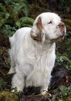 Riley Animal, Dog Types, Clumber Spaniel, Spaniel Breeds, Puppies And Kitties, Pretty Dogs, Silly Dogs, Water Dog, Types Of Dogs