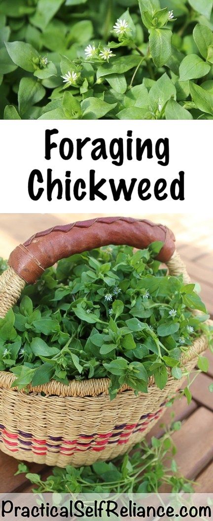 Foraging Chickweed ~ Identifying and Using Chickweed for Food and Medicine #chickweed #edibleweeds #eattheweeds #foraging #wildfood #forage #selfsufficiency #wildcrafting #herbs #herbalist #herbalism #medicine #forage #foraging #wildcrafting #survival #naturalremedy #homestead Medicinal Wild Plants, Edible Weeds, Wild Foraging, Wild Food Foraging, Foraging Recipes, Edible Wild Plants, Foraged Food, Spring Chicken, Healing Plants