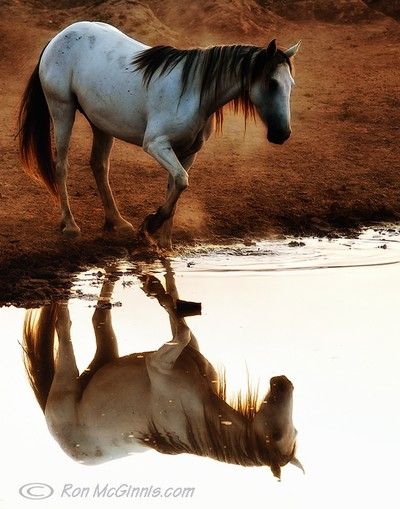 Ahal Teke, Majestic Horse, I Love Horses, All The Pretty Horses, Horse Crazy, Clydesdale, Horse Photos, Pretty Horses, Love Horses