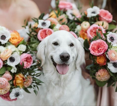 Golden retriever wedding day flower dog wedding florals colorful florals English cream golden retriever Dog Wedding Pictures, Golden Retriever Wedding, Dogs In Wedding, Dog Bridesmaid, Dog Wedding Photos, English Cream Golden Retriever, Cream Golden Retriever, Floral Dog Collar, Wedding Shot List