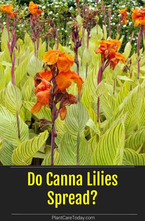 Canna lilies are showy, tender perennials that multiply quickly during the growing season. Learn how your canna lilies spread and the steps to divide them. Canna Lily Flower Bed Ideas, Canna Lily Garden Ideas, Canna Landscaping Ideas, How To Grow Canna Lillies From Seeds, Cannas In Landscaping, Canna Lilly Garden Ideas, When To Plant Canna Bulbs, Canna Lilies In Containers, Canna Lily Companion Plants