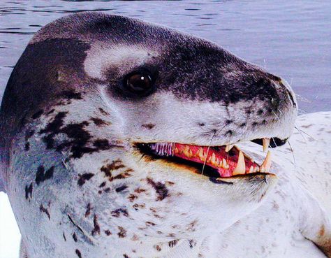 Leopard Seals live mainly in the Southern Ocean around Antarctica Leopard Facts, Leopard Seal, Elephant Seal, A Seal, Water Animals, Pretty Animals, Marine Mammals, Sea Lion, Marine Animals