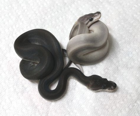 black and silver bullet pythons Pretty Snakes, Ball Python Morphs, Ball Pythons, Cute Reptiles, Cute Snake, Pet Snake, Beautiful Snakes, White Snake, Ball Python