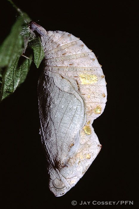 Red Admiral (Vanessa atalanta) Chrysalis London Butterfly Pupa, Butterfly Cocoon, Butterfly Chrysalis, Types Of Insects, Moth Caterpillar, Butterfly Life Cycle, Beautiful Bugs, Bugs And Insects, Beautiful Creatures