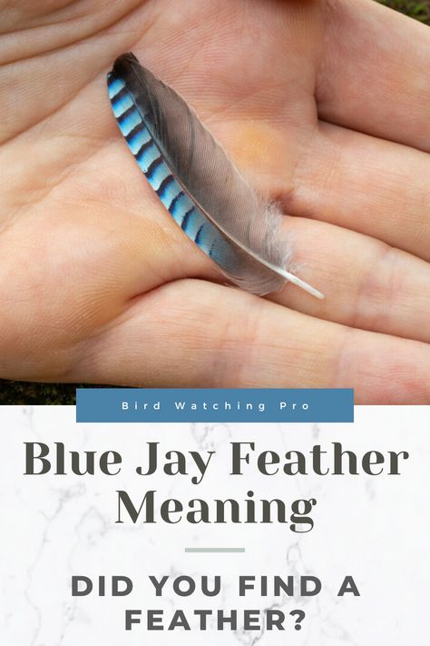 Feather Quote Tattoo, Turkey Feather Meaning, Small Eagle Feather Tattoo, Crow Feather Meaning, Blue Feather Meaning, What To Do With Feathers, Bluejay Feather Tattoo, Finding Feathers Meaning, Blue Jay Tattoo Black And White