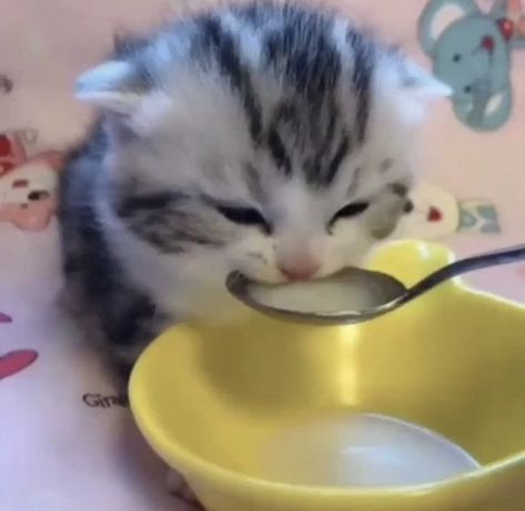 Drinking Milk, Silly Kitties, Cats Pictures, Silly Cats Pictures, Silly Animals, I Love Cats, Silly Cats, Meow Meow, Kitty Cats