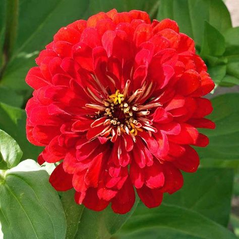 Zinnia Seeds, Zinnia Elegans, Red Butterfly, Attract Butterflies, Dahlia Flower, Light Shade, Hummingbirds, Flower Seeds, Caicos Islands