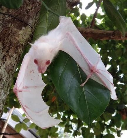 Albino Bat, Pole Shift, Earth Changes, Albino Animals, Reference Photos, Animal Photo, Cute Gif, Art Reference Photos, Animals Friends