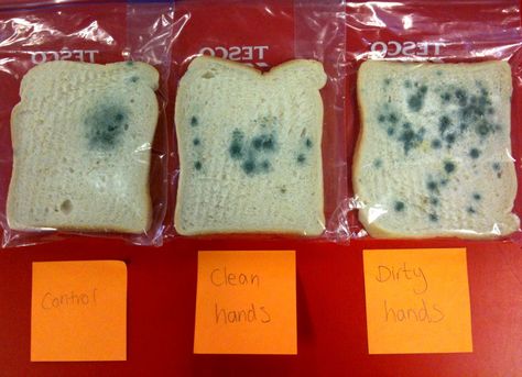 Moldy Bread Experiment Bread Experiment, Vetenskapliga Experiment, Science Experience, Safety Week, Dirty Hands, Family And Consumer Science, Fair Projects, Kindergarten Science, Science Fair Projects