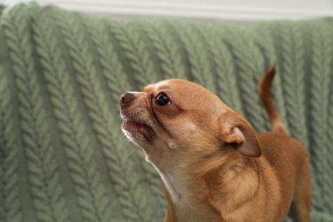 Chihuahua Training Tips, Types Of Chihuahua, Chihuahua Facts, Dog Teaching Training Tips, K9 Training, Chihuahua Owner, Service Dog Training, Devil Dogs, Dog Training Classes