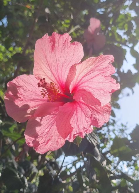 Pink Girly Aesthetic, Aesthetic Bouquet, Fav Flower, Hawaii Flowers, Tropical Hibiscus, Pink Tropical, Girly Aesthetic, Nothing But Flowers, Pretty Landscapes