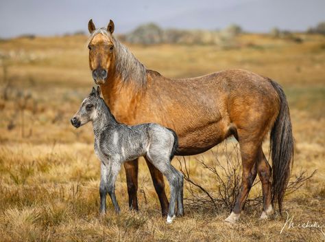 Wild Australian brumbies. Sooty Palomino, Brumby Horse, Wild Horses Mustangs, Wild Horses Photography, Horse Coat Colors, Mustang Horse, Types Of Horses, Most Beautiful Horses, Interesting Animals