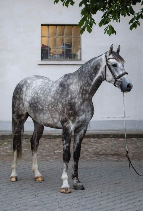 Dapple Grey Horse Photography, Rose Dapple Grey Horse, Horse Dapple Grey, Gray Dapple Horse, Dapple Grey Andalusian, Dark Dapple Grey Horse, Grey Dapple Horse, Grey Clydesdale, Fleabitten Grey Horse