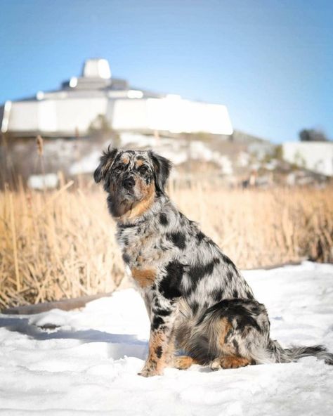 Golden Retriever Mixed With Aussie, Australian Retriever, Golden Retriever Cross, Aussie Mix, Golden Mix, Shepherd Mix Dog, Aussie Shepherd, Australian Shepherd Mix, Golden Retriever Mix