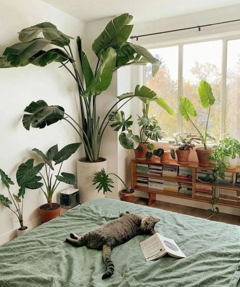 Plant Decor Indoor, House Plants Decor, Plants Decor, Apartment Decor Inspiration, Plants Indoor, Green Rooms, Manifestation Board, House Plants Indoor, Cozy Decor