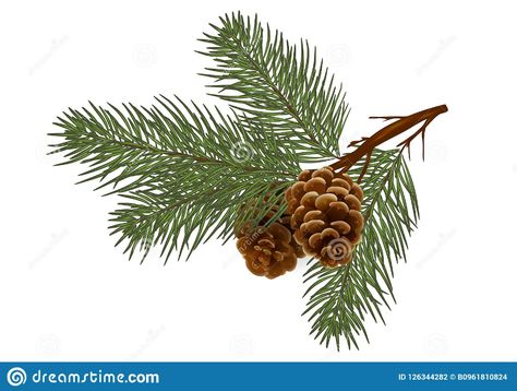 Pine Branch Tattoo, Pine Tattoo, Details Drawing, Botanical Bouquet, Branch Drawing, Spruce Trees, Merry Chistmas, Drawing Christmas, Branch Tattoo