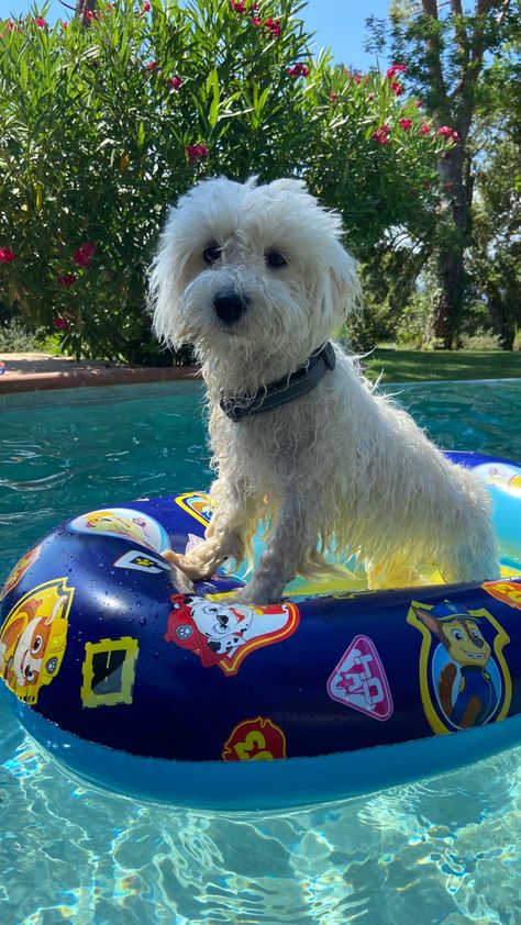 #dog #puppy #cute #animal #pet #petlover #aesthetic #pool #summer Aesthetic Pool, Pet Magazine, Excited Dog, Puppy Cute, Summer Dog, Dog Wallpaper, Dog Runs, Dog Sitting, Welcome To The World