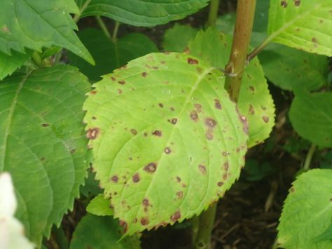 Garden's Unwelcome visitors — Heritage Garden Hydrangea Diseases, How To Harvest Cilantro, Harvesting Lavender, How To Harvest Lettuce, Hydrangea Tree, Hydrangea Leaves, Panicle Hydrangea, Harvesting Herbs, Lilac Bushes