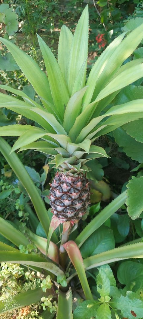 Pine Apple, My Garden, Pineapple, Nature