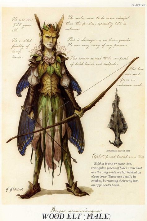 "Wood Elf {Male}" from "Arthur Spiderwick's Field Guide to the Fantastical World Around You" illustration by Tony DiTerlizzi. Grey Study, Tony Diterlizzi, Spiderwick Chronicles, Creature Fantasy, Brian Froud, Wood Elf, Mythical Creatures Art, Mythological Creatures, Art Et Illustration