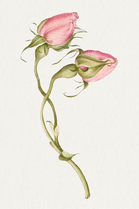 Download premium psd / image of Spring flower French rose psd illustration about flower background, vintage roses, vintage botanicals, illustration, and antique 2633004 Rose Flower Png, Folk Illustration, Illustration Flower, Png Illustration, Ajrakh Prints, Free Illustration Images, Rose Illustration, Roses Vintage, Antique Artwork