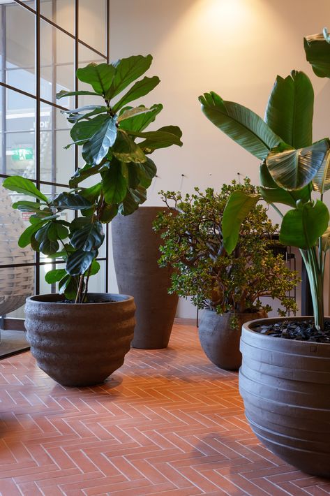 Atelier Vierkant, Hand Carved & Sculpted Pots in the Cosh Living Sydney Showroom. Atelier Vierkant Planters, Clay Planters, Indoor Outdoor Planter, Planter Pots Outdoor, Outdoor Pots, Authentic Design, Outdoor Planters, Clay Pots, Garden Furniture