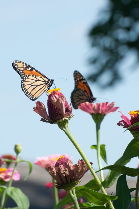 Plants Tips, Butterfly Garden Plants, Attracting Butterflies, Monarch Caterpillar, Butterfly Houses, Butterfly Images, Butterfly Bush, Butterflies Flying, Attract Butterflies