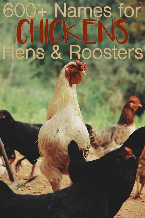 Rooster Names Funny, Chicken Names Hens Funny, Chicken Names Funny, Chicken Names Hens, Names For Chickens, Cute Chicken Names, Rooster Names, Chicken Signs, Rooster Painting