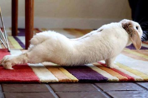 Bunny Yoga Bunny Yoga, Benny And Joon, Lop Bunnies, Adorable Bunnies, House Rabbit, Warm Fuzzies, Pet Bunny, Bunny Pictures