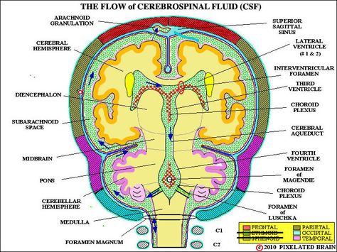 the flow of cerebrospinal fluid Spinal Flow Technique, Cerebrospinal Fluid The Brain, Csf Flow The Brain, Brain Labelled Diagram, Cerebrovascular Disease, Spinal Fluid, Brain Mapping, Cerebrospinal Fluid, Neurology