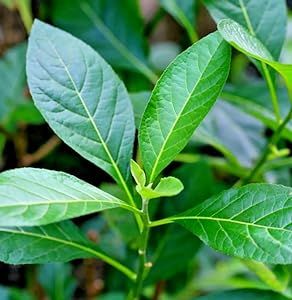 African Bitter Leaf Plant - 6-12" Tall Live Plant - 2.5" Pot - Edible Leaves - Nutrient Rich Herb - Vernonia Amygdalina Vernonia Amygdalina, Edible Leaves, African Herbs, Natural Recipes, Leaf Plant, Plant Pictures, Leaf Flowers, West Africa, Natural Food