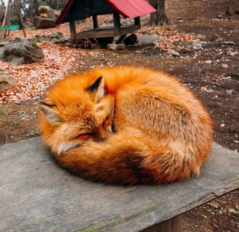 Cute Foxes Aesthetic, Orange Fox Aesthetic, Fire Fox Aesthetic, Red Fox Aesthetic, Foxes Aesthetic, Fox Therian Pfp, Fox Pfp, Fox Aesthetic, Fox Halloween