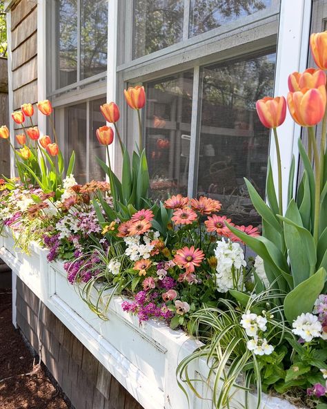 Susan Nock (@thistlecontainers) • Instagram photos and videos Flowers Under Window, Plants On Window Sill, Victorian Bay Window, Balcony Flower Box, Windowsill Plants, Orange Color Palette, Window Planter, Outdoor Vases, Windowsill Garden