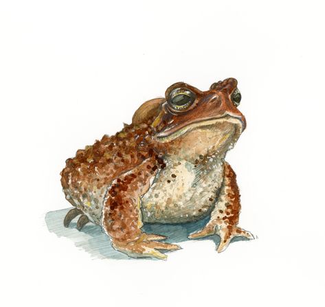 Cute Toad Drawing, Toad Sketch, Toad Painting, Toad Illustration, Toad Drawing Realistic, Toad Drawing, Watercolor Toad, Toad Ink Drawing, Frog And Toad Book Illustration