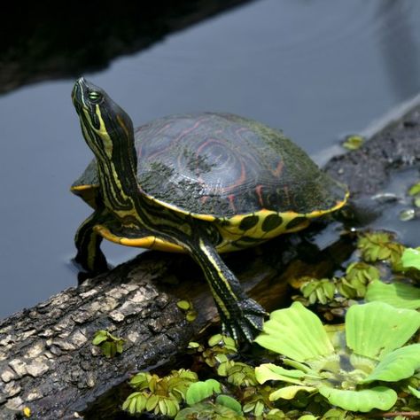 Turtle Species, Sea Turtle Species, River Turtle, Land Turtles, Wood Turtle, Native American Children, Snapping Turtle, Aquatic Turtles, American Animals