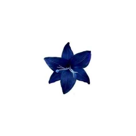 Blue Flower Png, Flower App, Dark Blue Flowers, Photo Widget, Wallpaper Macbook, Black Png, Blue Aura, Navy Blue Flowers, Flower Icons