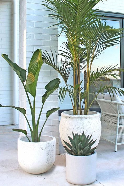 Pot Plants Pool Area, Patio Plant Pot Ideas, Pool Area Plants In Pots, Outdoor Pot Plant Styling, Pot Plants On Deck, Decor Pots & Planters, Pot Plants Around Pool, Plants For Decking Area, Deck Potted Plants