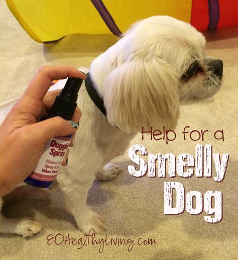 Smelly dog help with Purification Essential oil by Young Living Dog Deodorizer, Homemade Dog Shampoo, Purification Essential Oil, Dog 101, Dog Perfume, Essential Oils Dogs, Smelly Dog, Dog Spray, Coconut Oil For Dogs