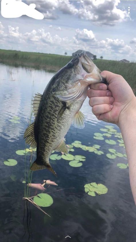 Beautiful large mouth bass central Florida Large Mouth Bass Pictures, Large Mouth Bass, Smallmouth Bass, Largemouth Bass, Animal Sketches, Fishing Equipment, Central Florida, Bass Fishing, Bass