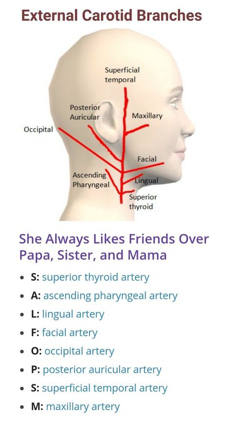 Branches of External Carotid Artery ... External Carotid Artery, Carotid Artery, Nursing Schools, Medical Student Study, Not Musik, Medical School Studying, Nursing School Notes, Medical School Essentials, Health And Fitness Magazine