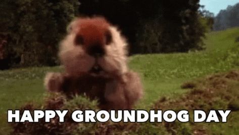 Groundhog Day Groundhogs Day GIF - GroundhogDay GroundhogsDay PunxsutawneyPhil - Discover & Share GIFs Groundhog Day Gif, Canada Gif, Groundhogs Day, Punxsutawney Phil, Happy Groundhog Day, Ground Hog, Fairy House Diy, Vernal Equinox, Cat Quotes Funny