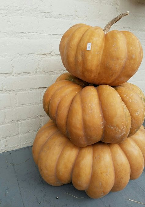 Stacked Pumpkins Drawing, Plastic Pumpkin Stack, Five Below Stacking Pumpkins, 3 Pumpkins Stacked, Three Pumpkins Stacked, Pumpkin Stacks, 3 Pumpkins, Pumpkin Stack, Traditional Pumpkin