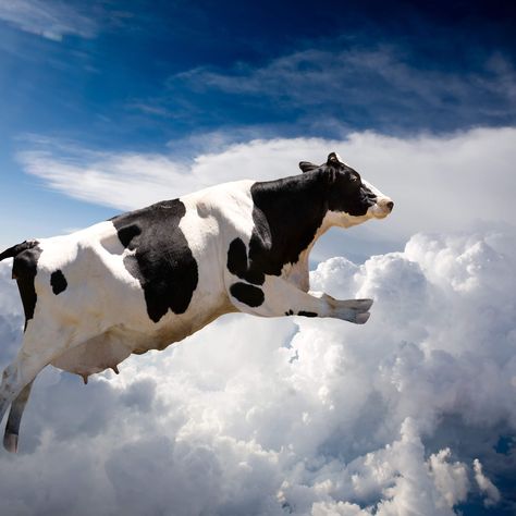 400 flying cows cause plane to make an emergency landing Super Cow, Removable Wall Art, Boy Girl Room, Wall Stickers 3d, Falling From The Sky, Cows Funny, Kids Wall Decals, Holy Cow, Colorful Animals