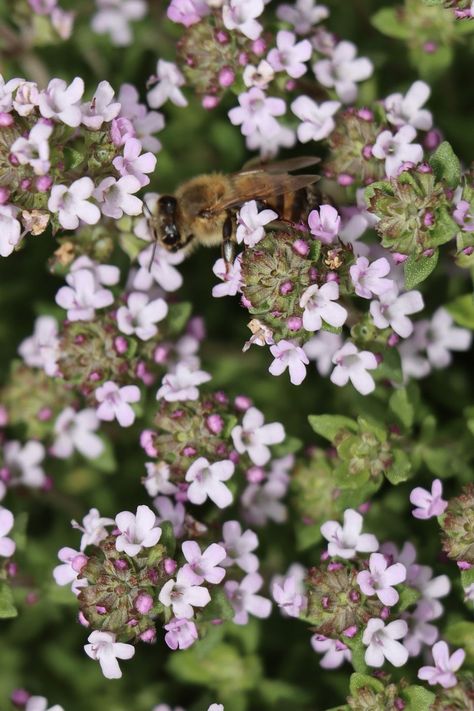 Bee on thyme flowers Summer Crops, Chive Flower, Thyme Flower, Edging Plants, Cottage Garden Plants, Perennial Herbs, Bee Balm, Best Flowers, Attracting Bees