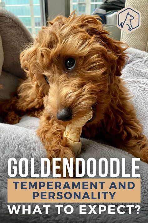 F2 Mini Goldendoodle, Medium Golden Doodle Full Grown, F1b Goldendoodle Mini, Goldendoodle Puppy Training, Mini Goldendoodle Puppy Haircut, Petite Mini Goldendoodle, Golden Doodle Care, Groodle Full Grown, Medium Goldendoodle Full Grown