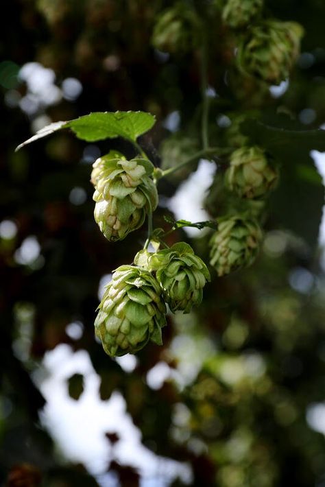 Harvesting Hops with Our Organic Oregon Growers Northwestern Gothic, Hops Vine, Hops Plant, Farming Family, Hop Flower, Natural Preservatives, Organic Farming, Small Town, In The Woods