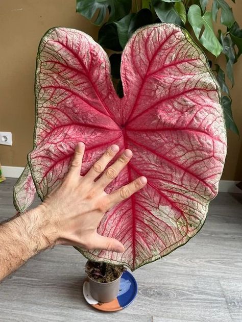 White Christmas Caladium, Caladiums In Pots, Plants With Big Leaves, Caladium Care, Plants With Colorful Leaves, Caladium Garden, Caladium Plants, Big Leaf Plants, Tropical Garden Plants